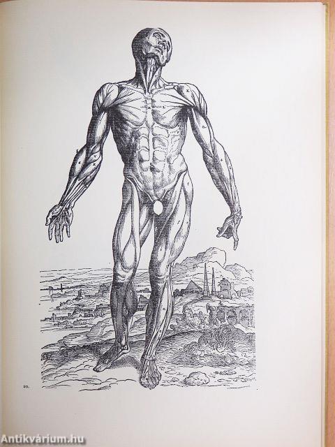 De humani corporis fabrica