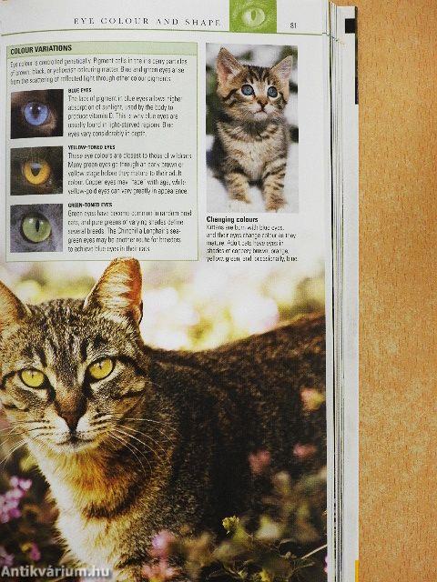 Cats