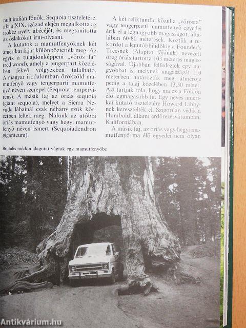 Az őserdők világa