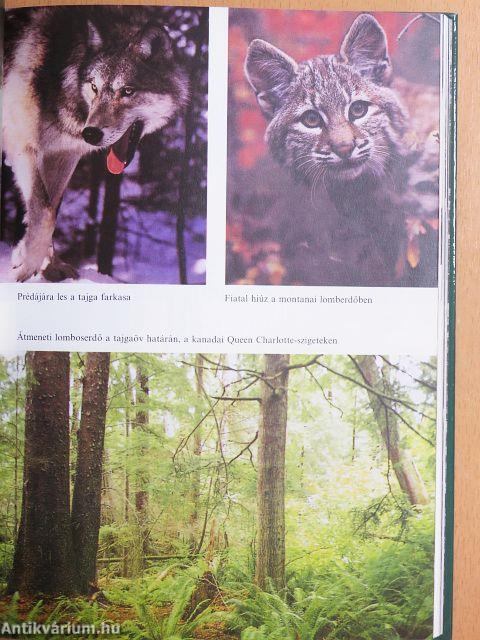 Az őserdők világa