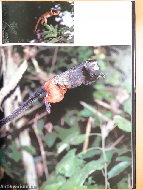 A Trópusi esőerdő