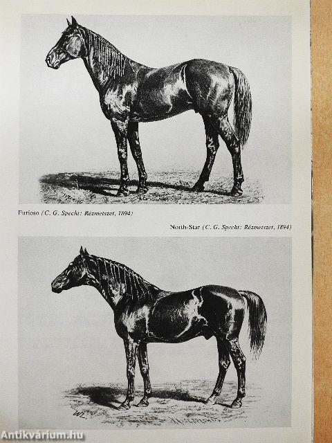 Mezőhegyes lótenyésztésének története