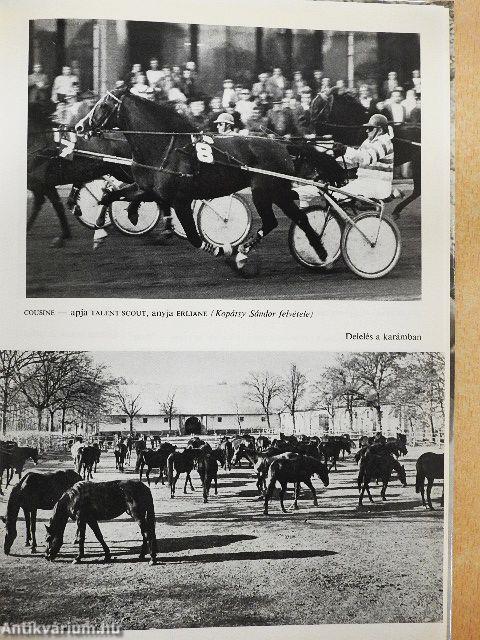 Mezőhegyes lótenyésztésének története