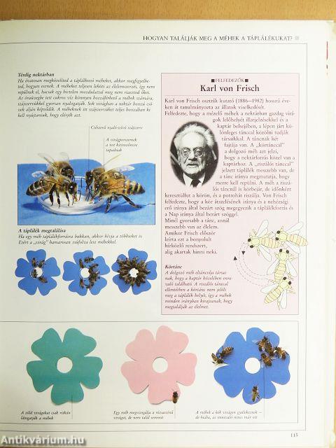 Barangolás a természet világában