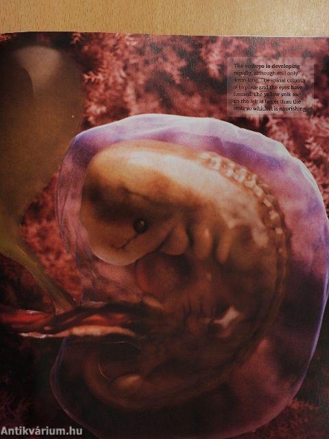 The Day-by-Day Pregnancy Book