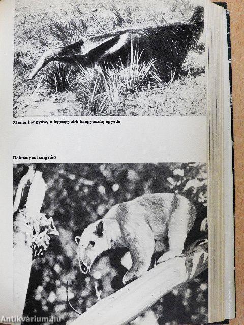 Pálmakunyhó az őserdőben