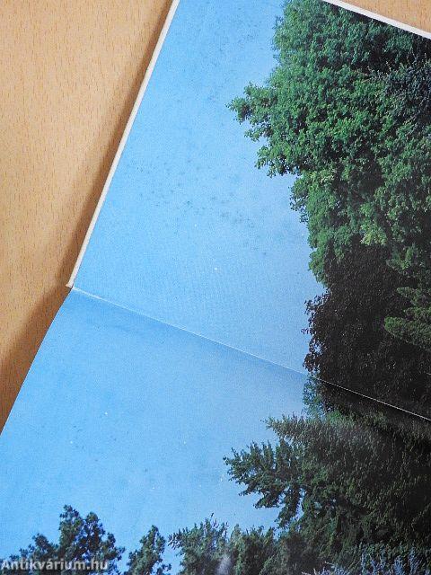 Fenyők és örökzöldek a kertben