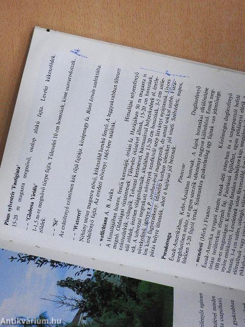 Fenyők és örökzöldek a kertben