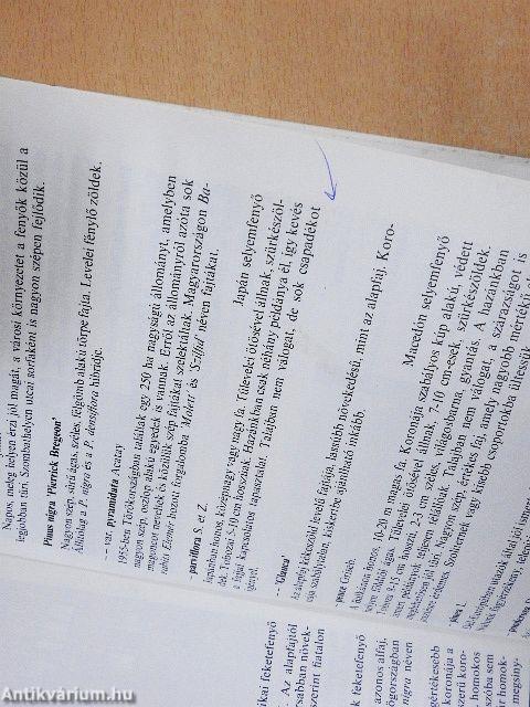 Fenyők és örökzöldek a kertben