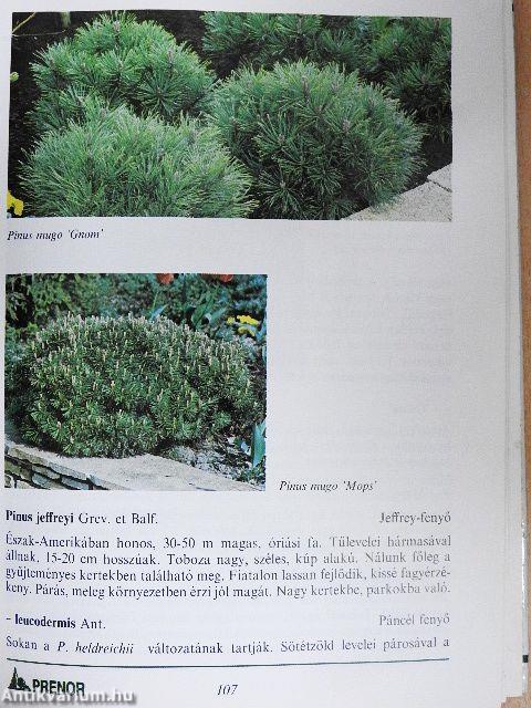 Fenyők és örökzöldek a kertben