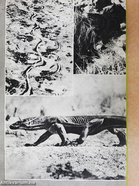 Akik túlélték a vízözönt