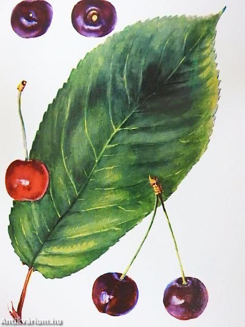 Gyümölcsfajták zsebkönyve