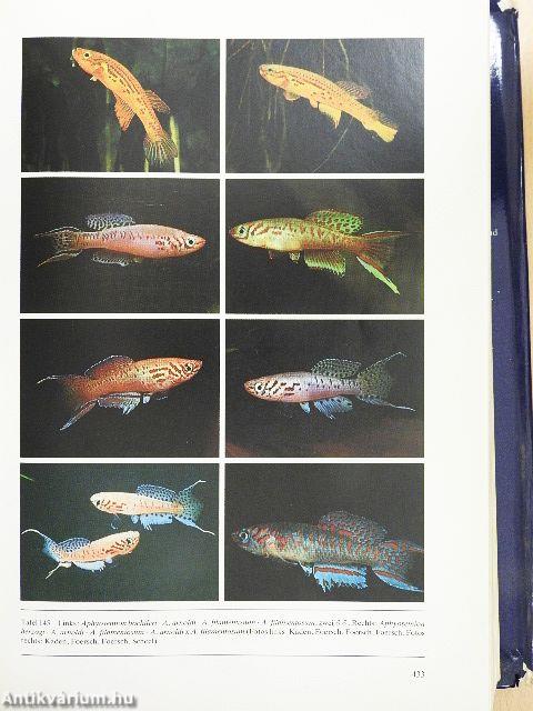 Süßwasserfische der Welt