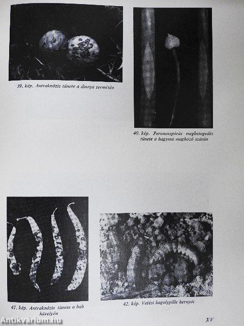 Kertészek új kézikönyve