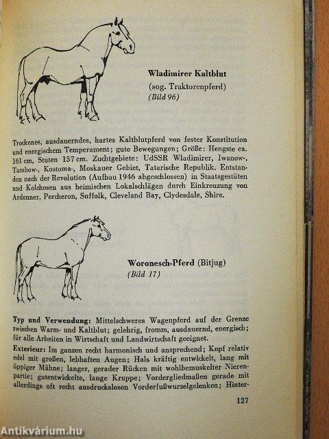 Welches Pferd ist das?