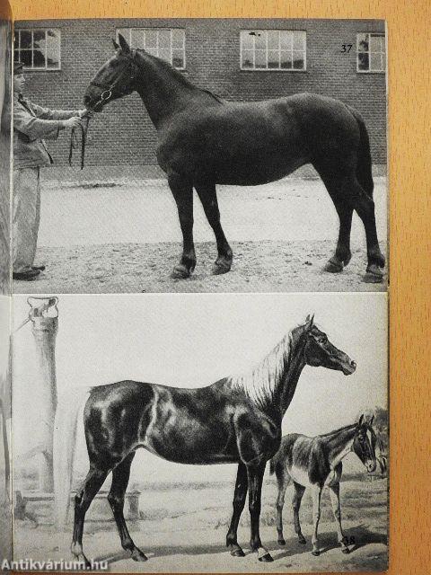 Welches Pferd ist das?