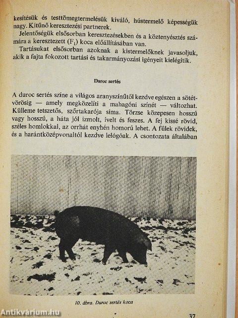 Gazdaságos sertéstartás a ház körül