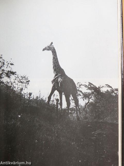 Habub Szudán felett