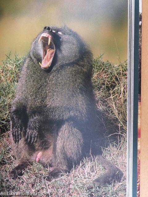 Az élet erőpróbái