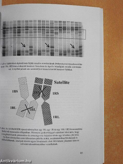 Ötven éves a Magyar Tudományos Akadémia Mezőgazdasági Kutatóintézete