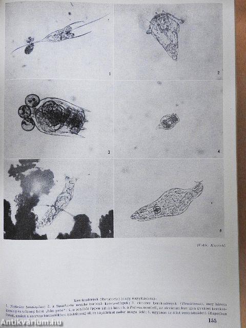Az akvarista kislexikona