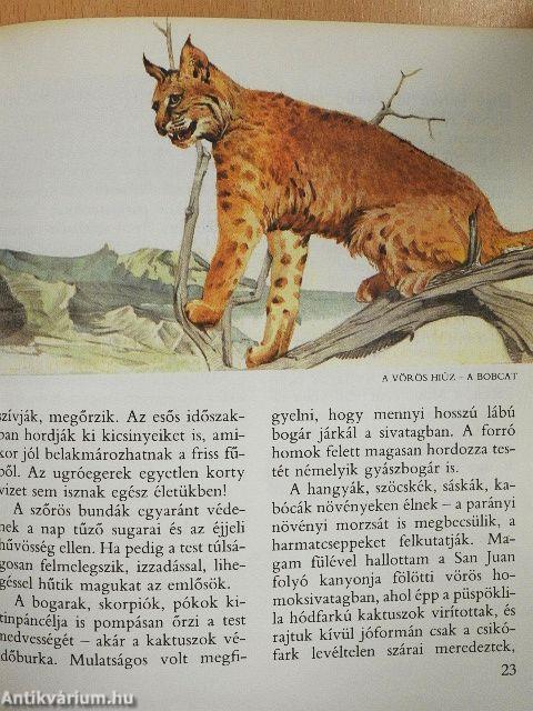 A gyalogkakukk sivatagja