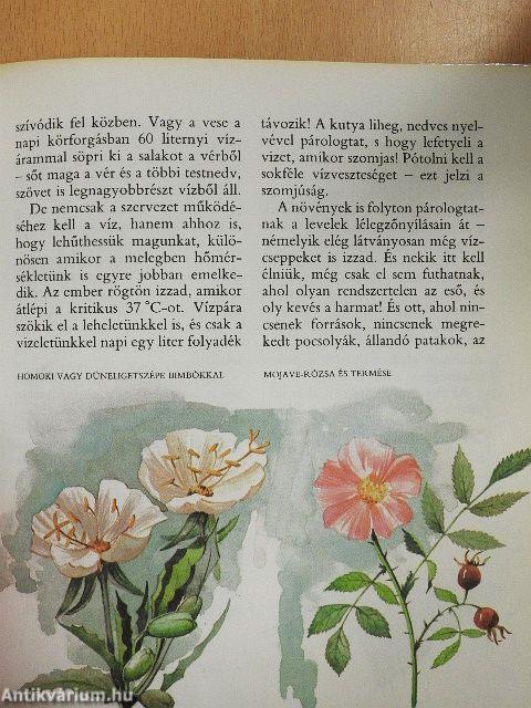 A gyalogkakukk sivatagja