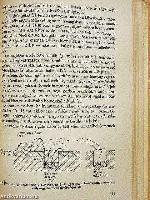 Kiskert a homoktalajon