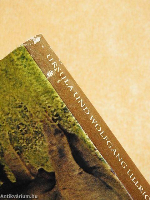 Wildnis ohne Hoffnung?