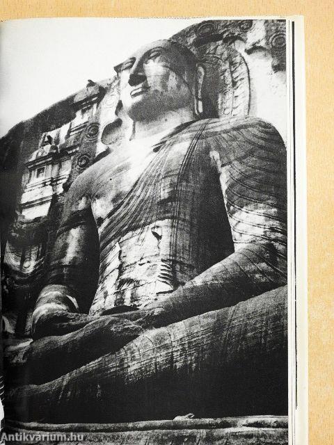 Wildnis ohne Hoffnung?