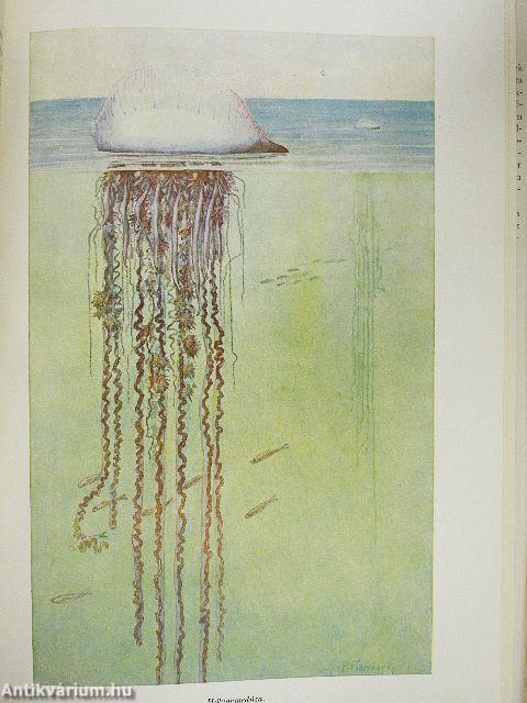 Brehm - Az állatok világa I-IV.
