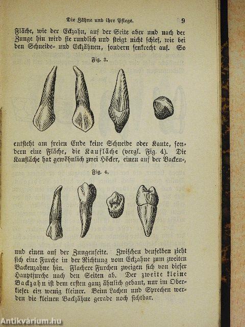 Die Zähne und ihre Pflege (gótbetűs)