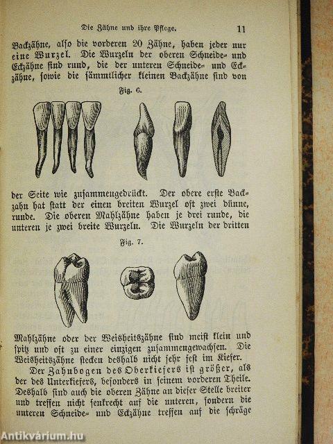 Die Zähne und ihre Pflege (gótbetűs)