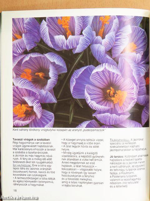 Tavaszi virágok a kertben, az erkélyen és a teraszon