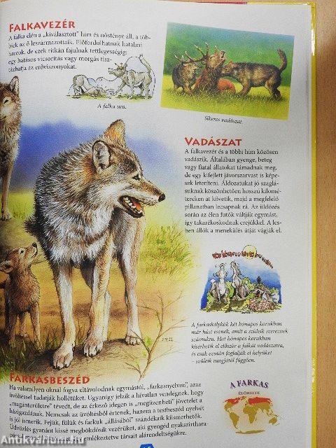 Vadállatok közelről