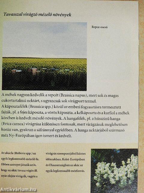 Méhek, virágok és termés