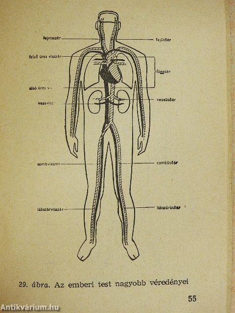 Elsősegélynyújtás