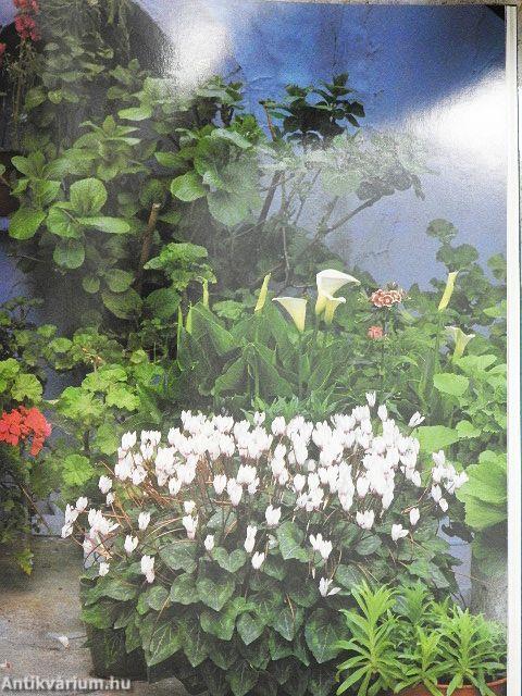 Kert a dézsában, dézsa a kertben