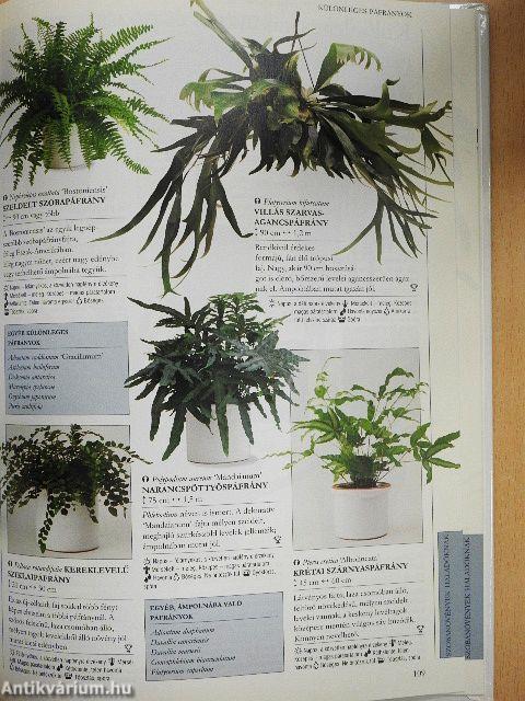 Melyik növény hova való?