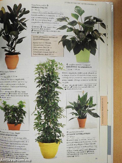 Melyik növény hova való?