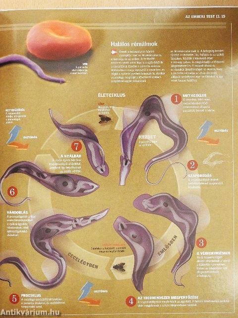 Gyógyítás és betegség