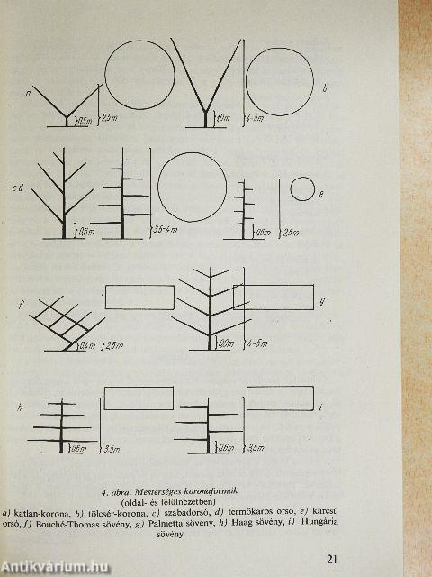 Gyümölcstermesztés házi- és háztáji kertekben