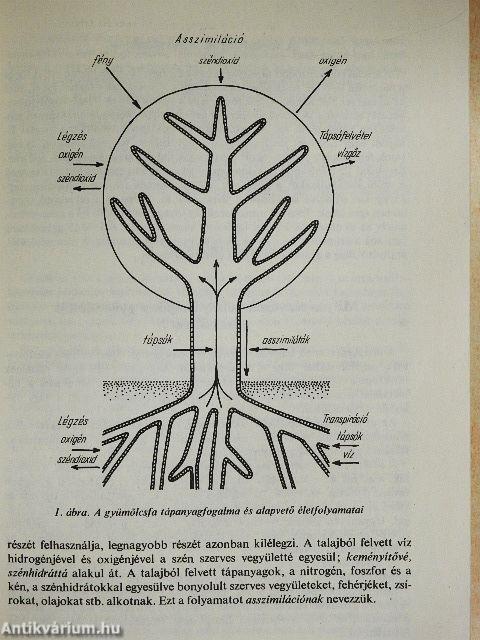 Gyümölcstermesztés házi- és háztáji kertekben