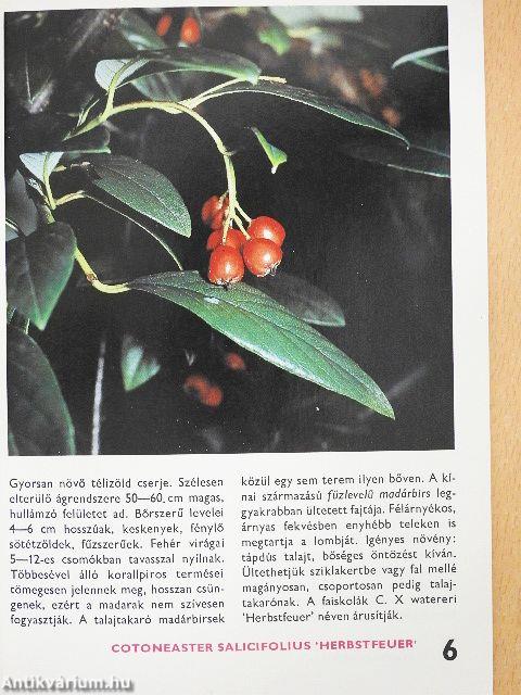 Az örökzöldekről és a fenyőkről