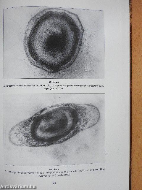 A burgonya levélsodródás és a dohány érbarnulás betegsége