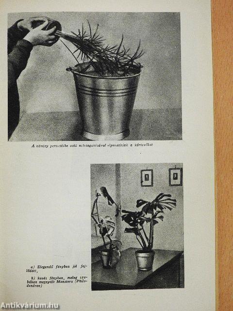 Növények a lakásban