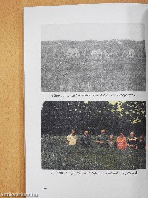 A vajai csillagfürtnemesítés