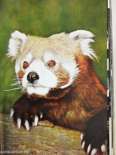 Das große Bilderlexikon der Tiere