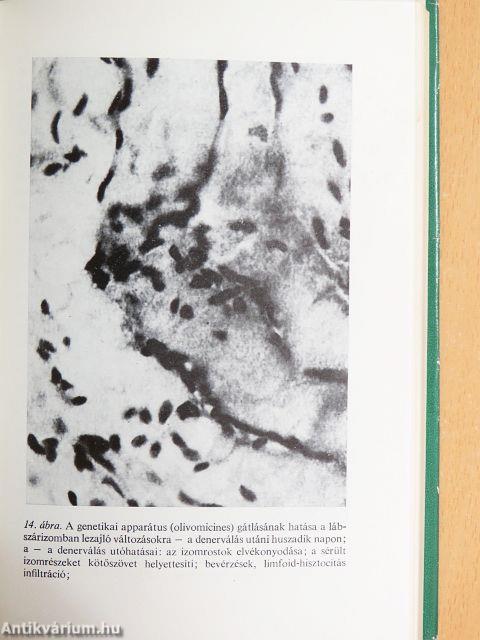 Az öregedés és az életkor