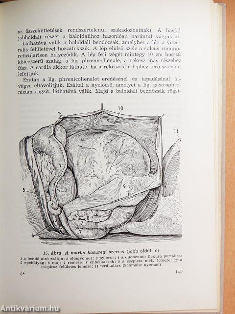 Háziállatok boncolása